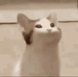 cat-bop.gif
