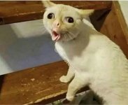 retard-cat-meme-blank-template-imgflip.jpg