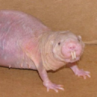 ObsC3n3