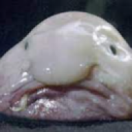 Kævinnn