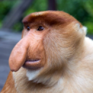 Marius_Johansen