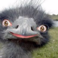 FakeAlf