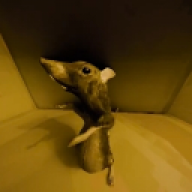 LoonaticLoon