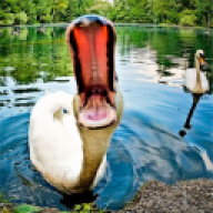 Geitemelk