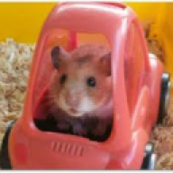 Hamster_nr1