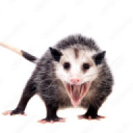Schlongalong