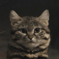 kamii