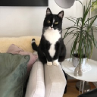 JONAS-