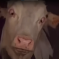OleBruno