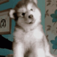 Mr.dogo