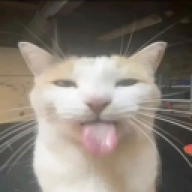 warmcat