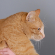 LeonVad