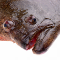 rubsteinar