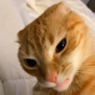 hermanito