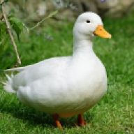 olebolle