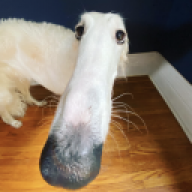 Noggo