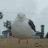 Thebigseagull