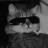 Bratteng