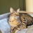 Henriette.hub