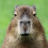 Nuttedutte