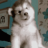 Mr.dogo