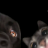pilo